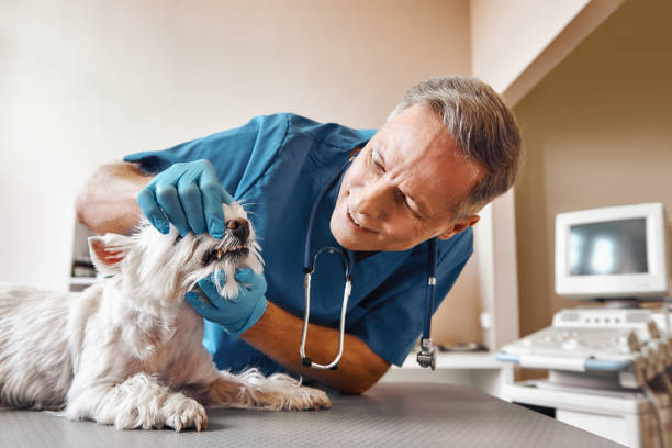 Best Tooth Infection Emergency Dentist  in Magnolia, OH